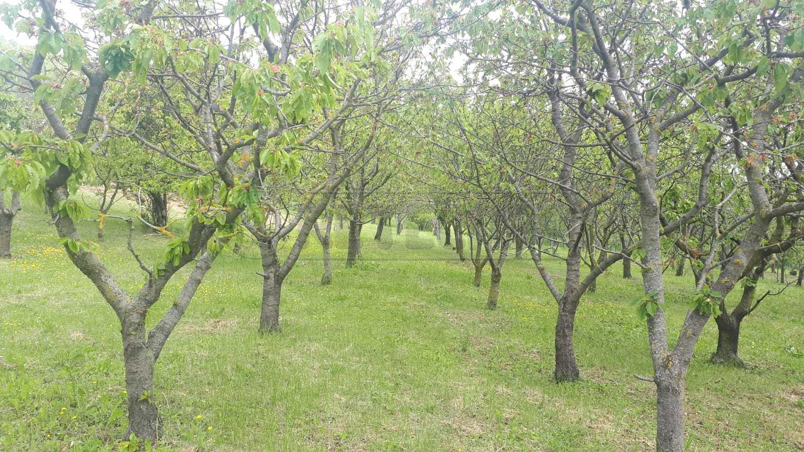 Immagine 15 di Terreno agricolo in vendita  a Castegnero