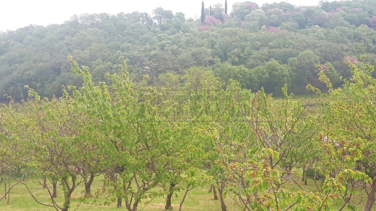 Immagine 20 di Terreno agricolo in vendita  a Castegnero