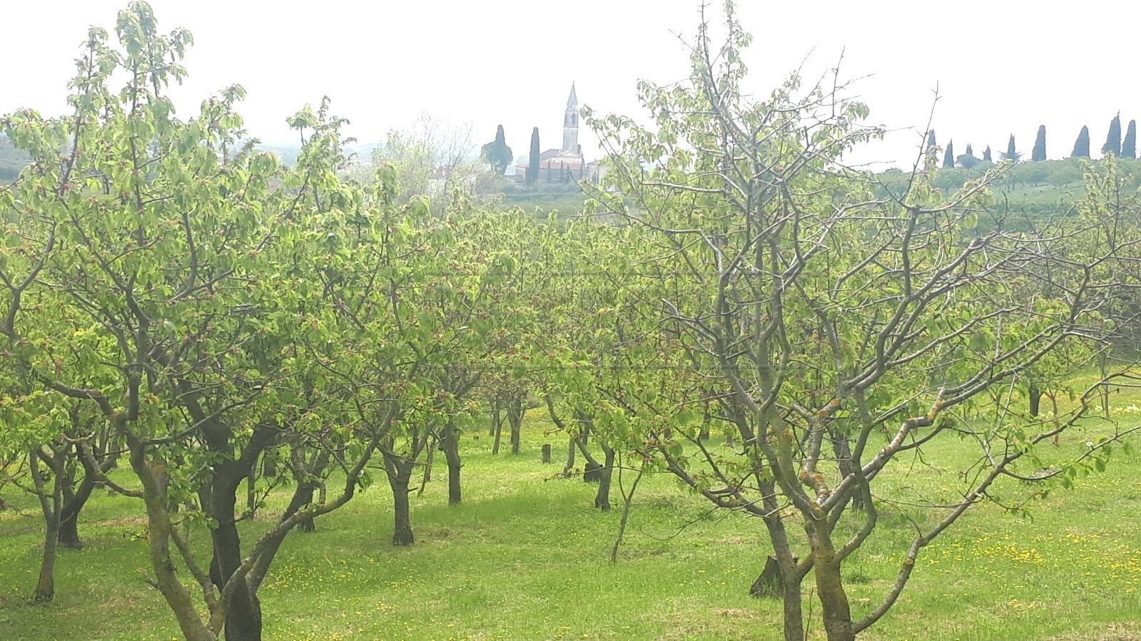 Immagine 8 di Terreno agricolo in vendita  a Castegnero