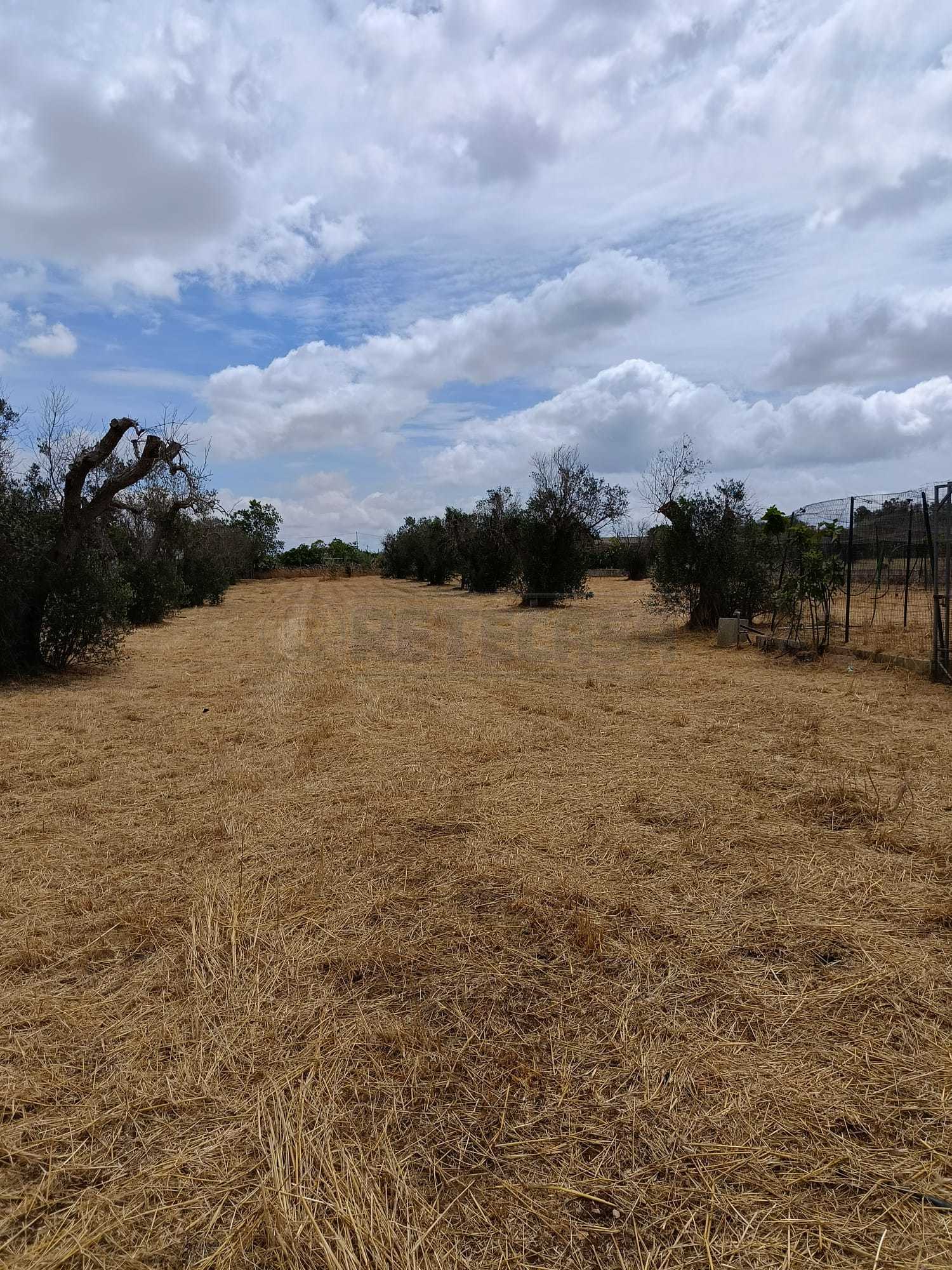 Immagine 3 di Terreno agricolo in vendita  a Corigliano D'otranto