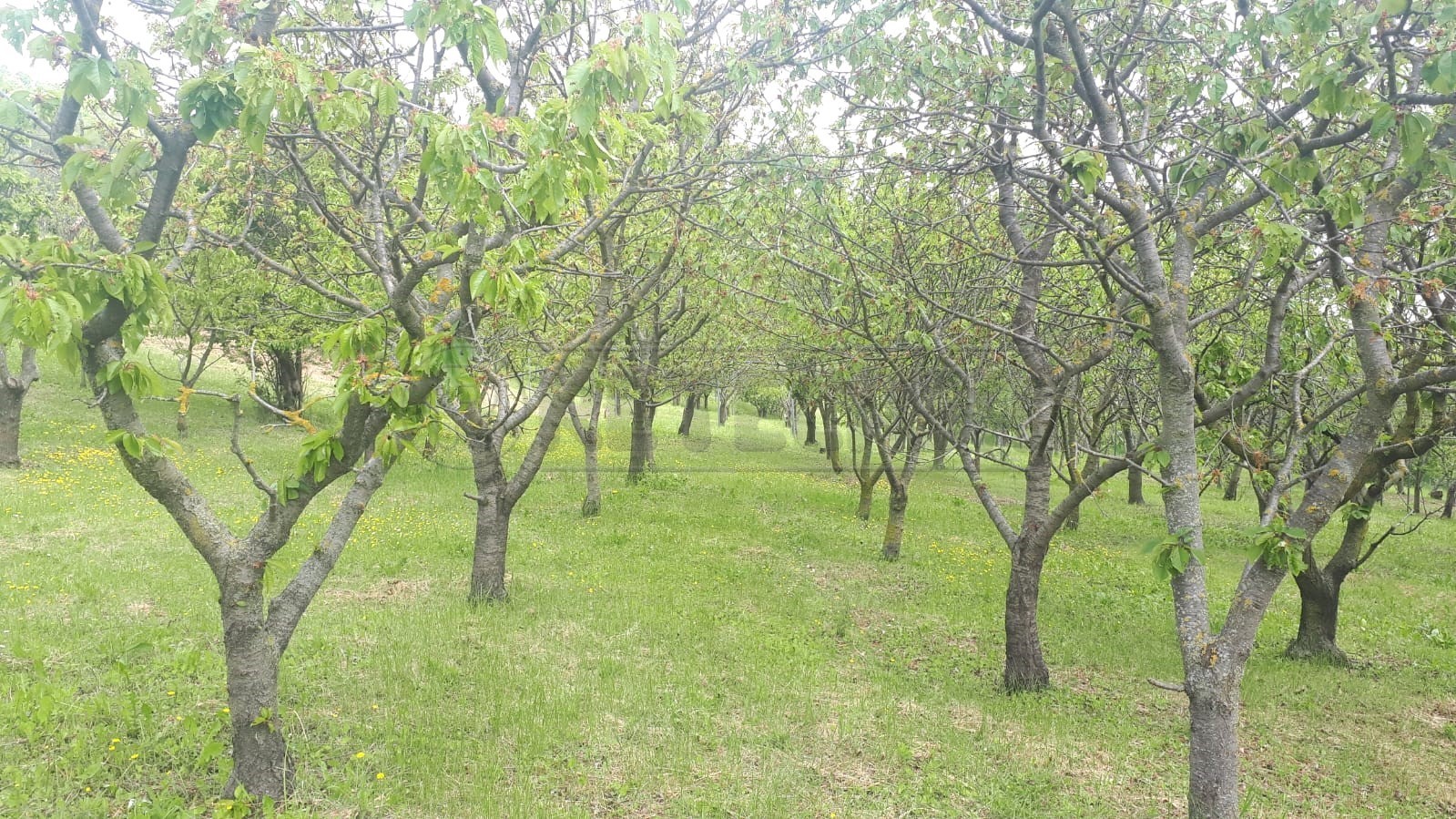 Immagine 19 di Terreno agricolo in vendita  a Castegnero