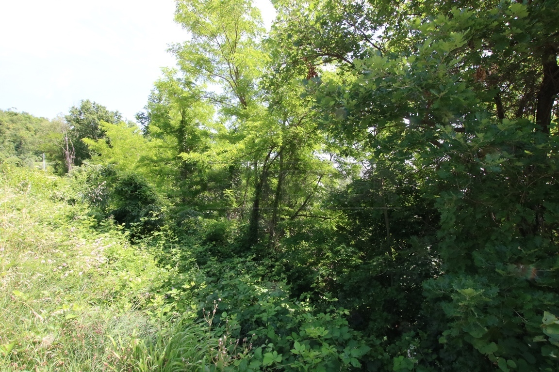 Immagine 8 di Terreno agricolo in vendita  in Via Castellaro a Castegnero