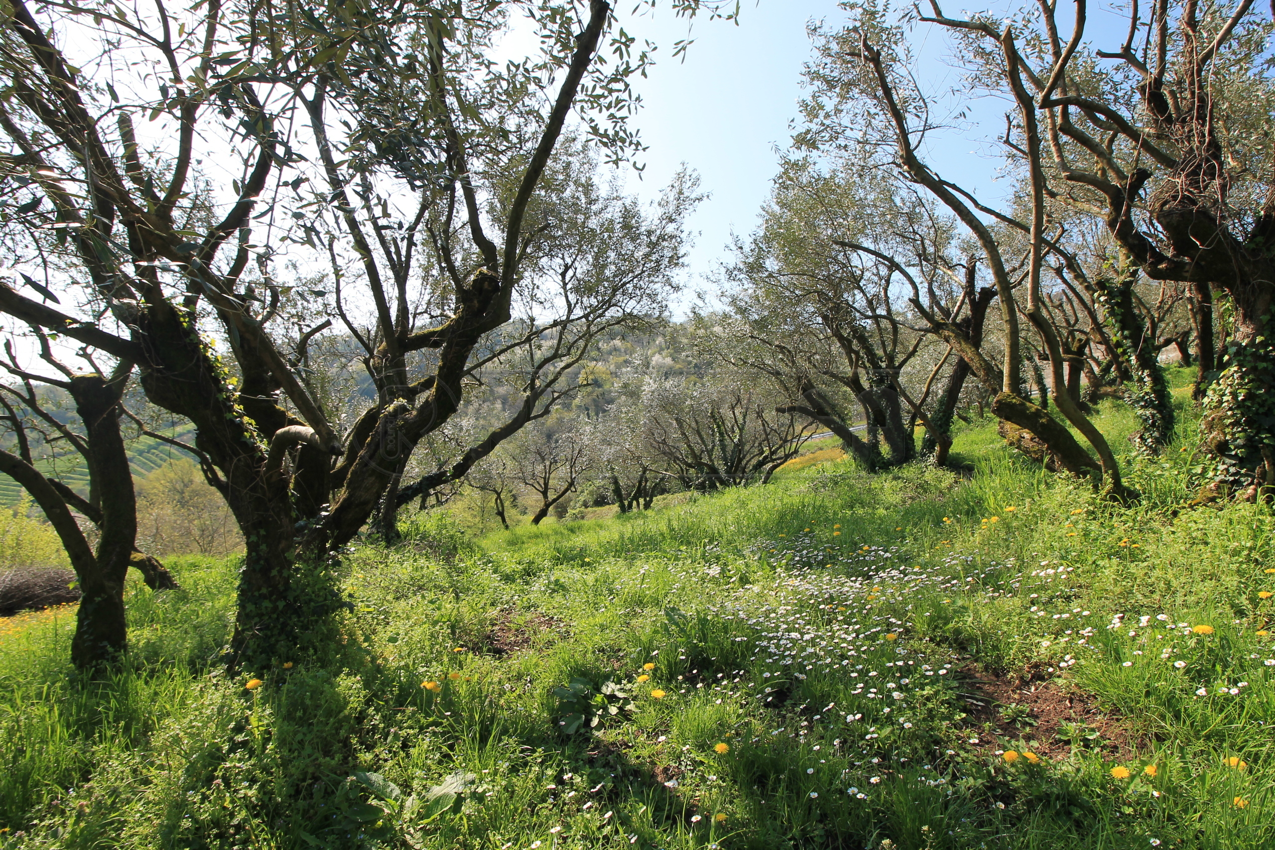 Immagine 11 di Rustico / casale in vendita  in Via San Nicolò 7 a Montorso Vicentino
