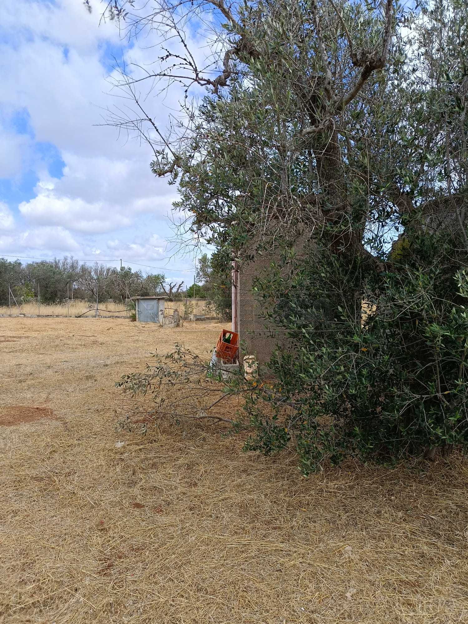 Immagine 6 di Terreno agricolo in vendita  a Corigliano D'otranto