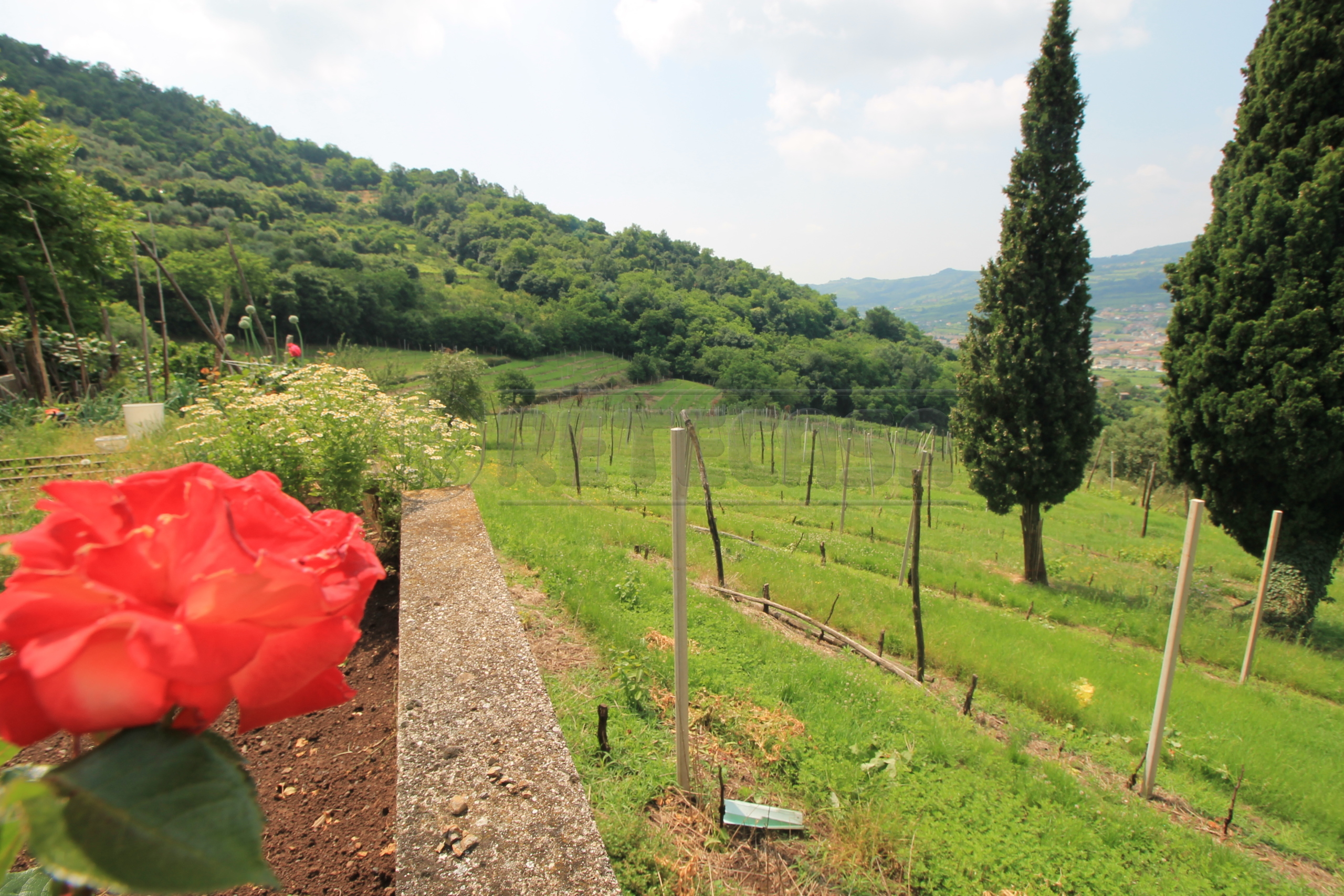 Immagine 28 di Rustico / casale in vendita  in Via Danesi di Sopra 50 a Montecchia Di Crosara
