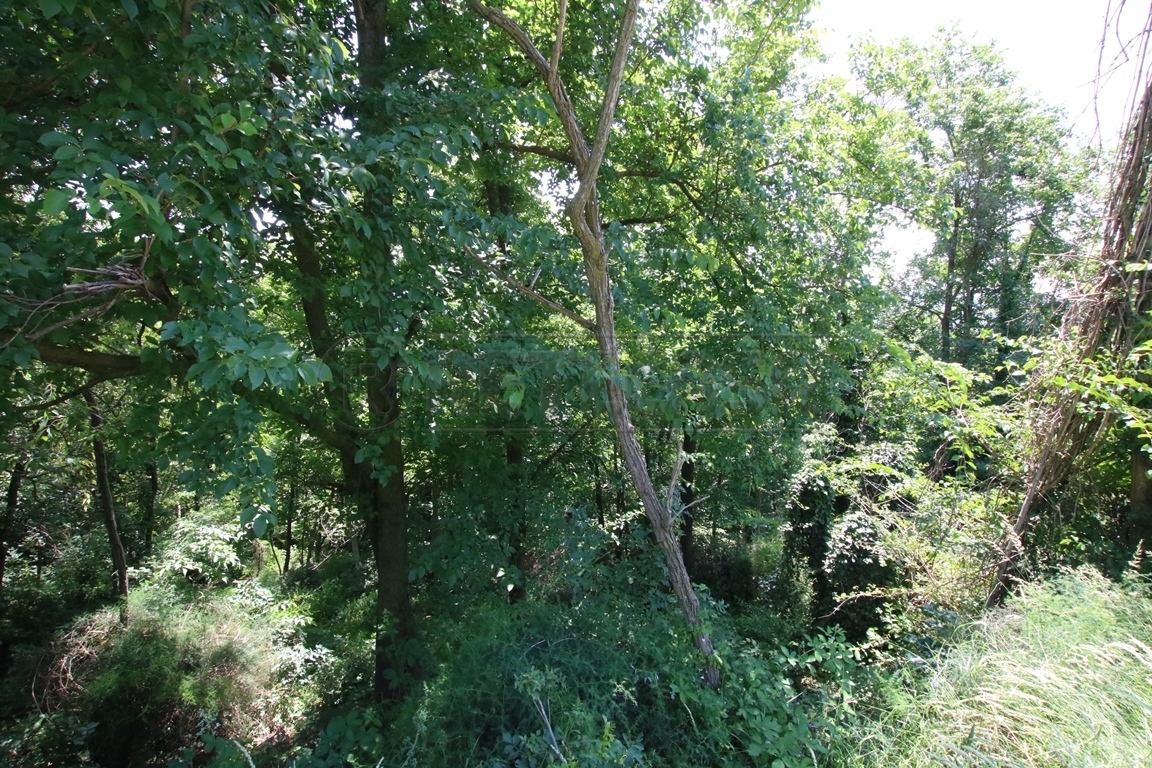 Immagine 9 di Terreno agricolo in vendita  in Via Castellaro a Castegnero