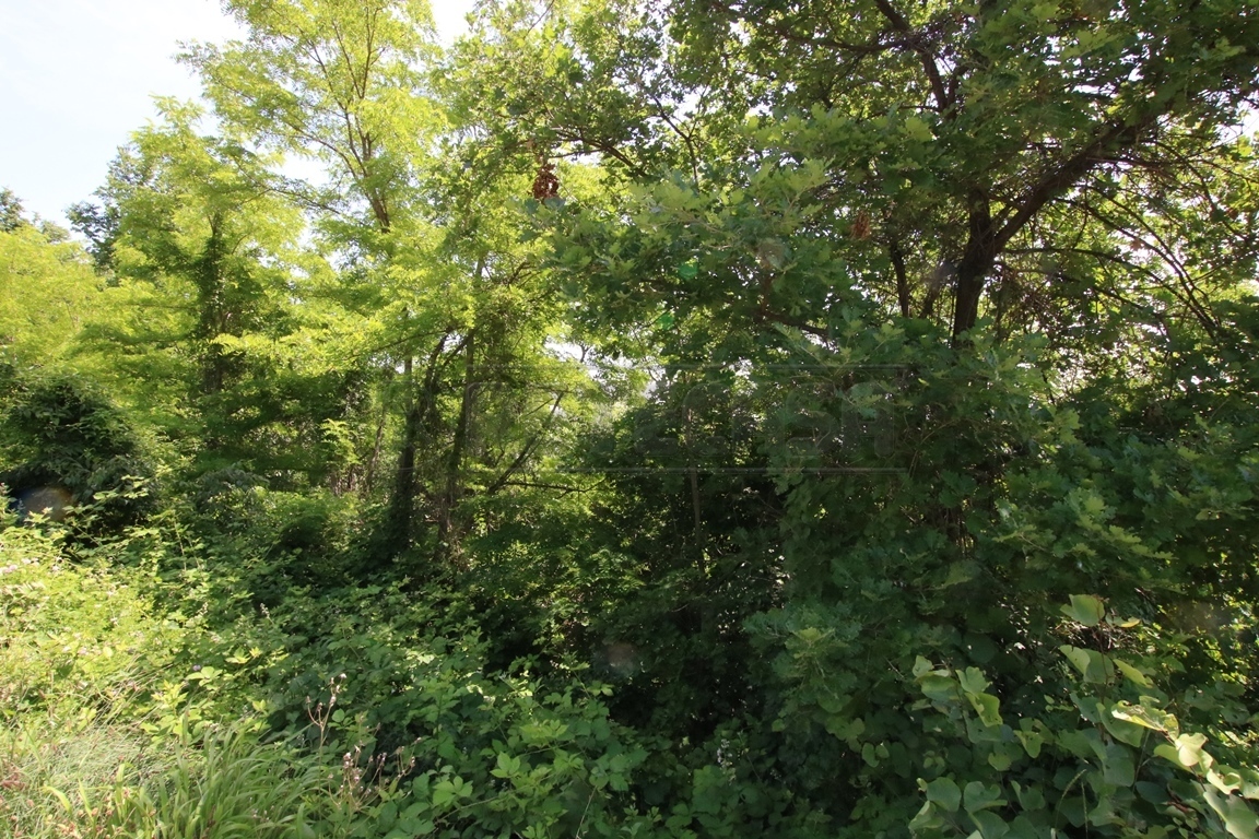 Immagine 7 di Terreno agricolo in vendita  in Via Castellaro a Castegnero