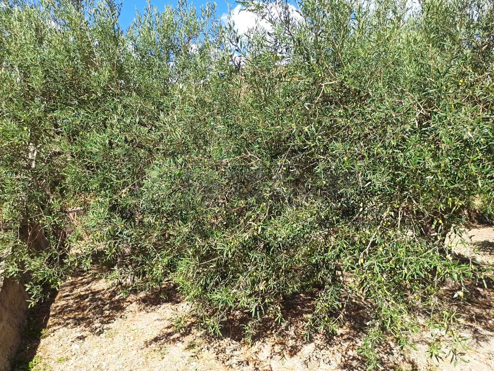 Immagine 5 di Rustico / casale in vendita  in Contrada Sant'Anna 39 a Messina