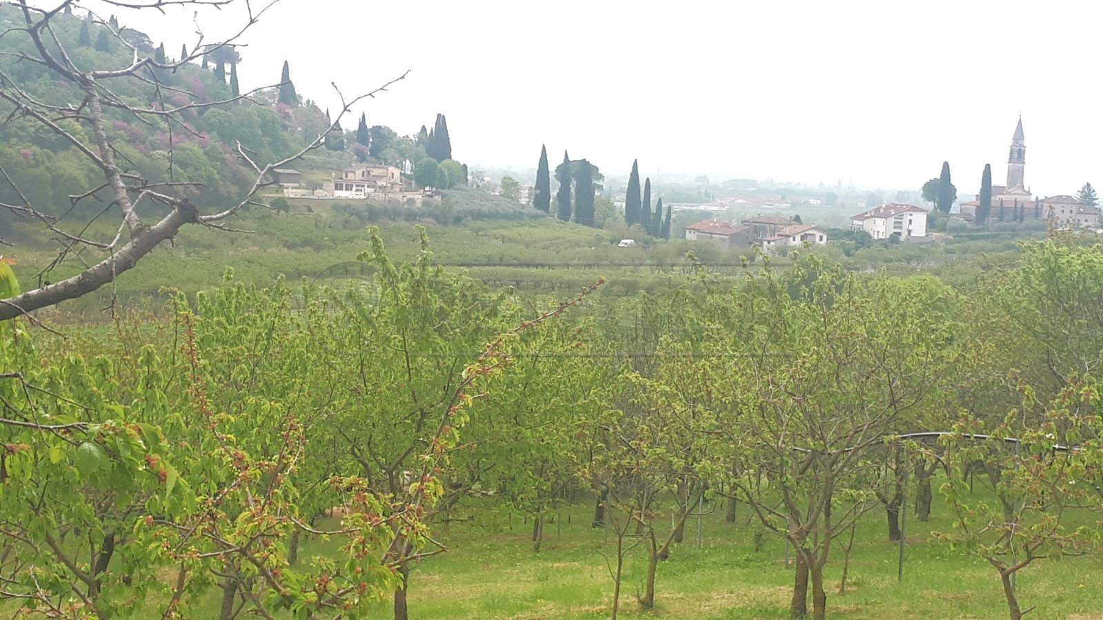 Immagine 22 di Terreno agricolo in vendita  a Castegnero