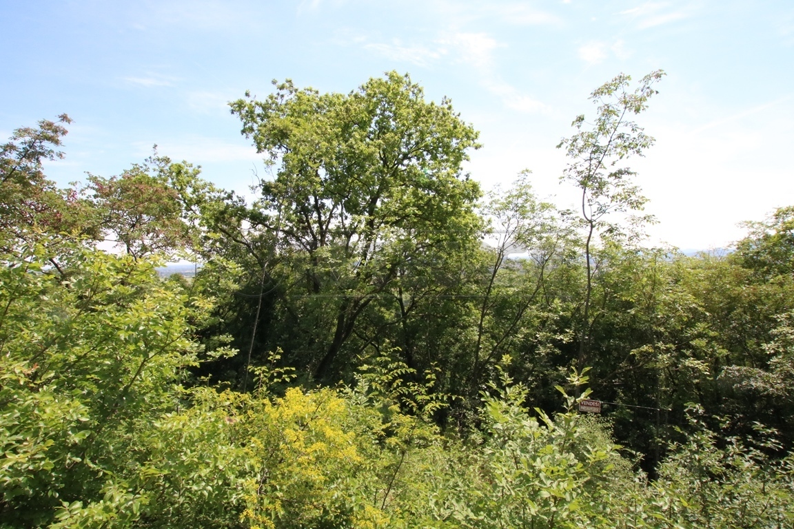 Immagine 11 di Terreno agricolo in vendita  in Via Castellaro a Castegnero