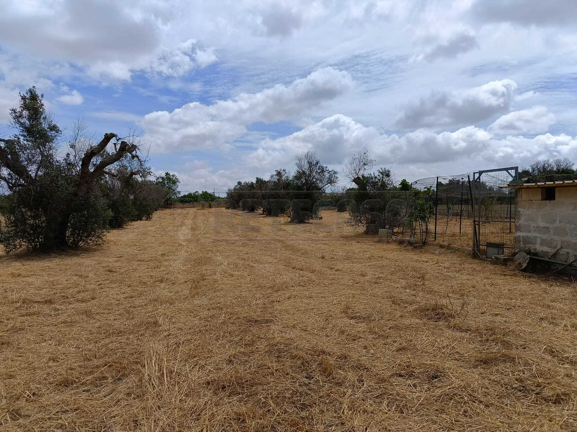 Immagine 5 di Terreno agricolo in vendita  a Corigliano D'otranto