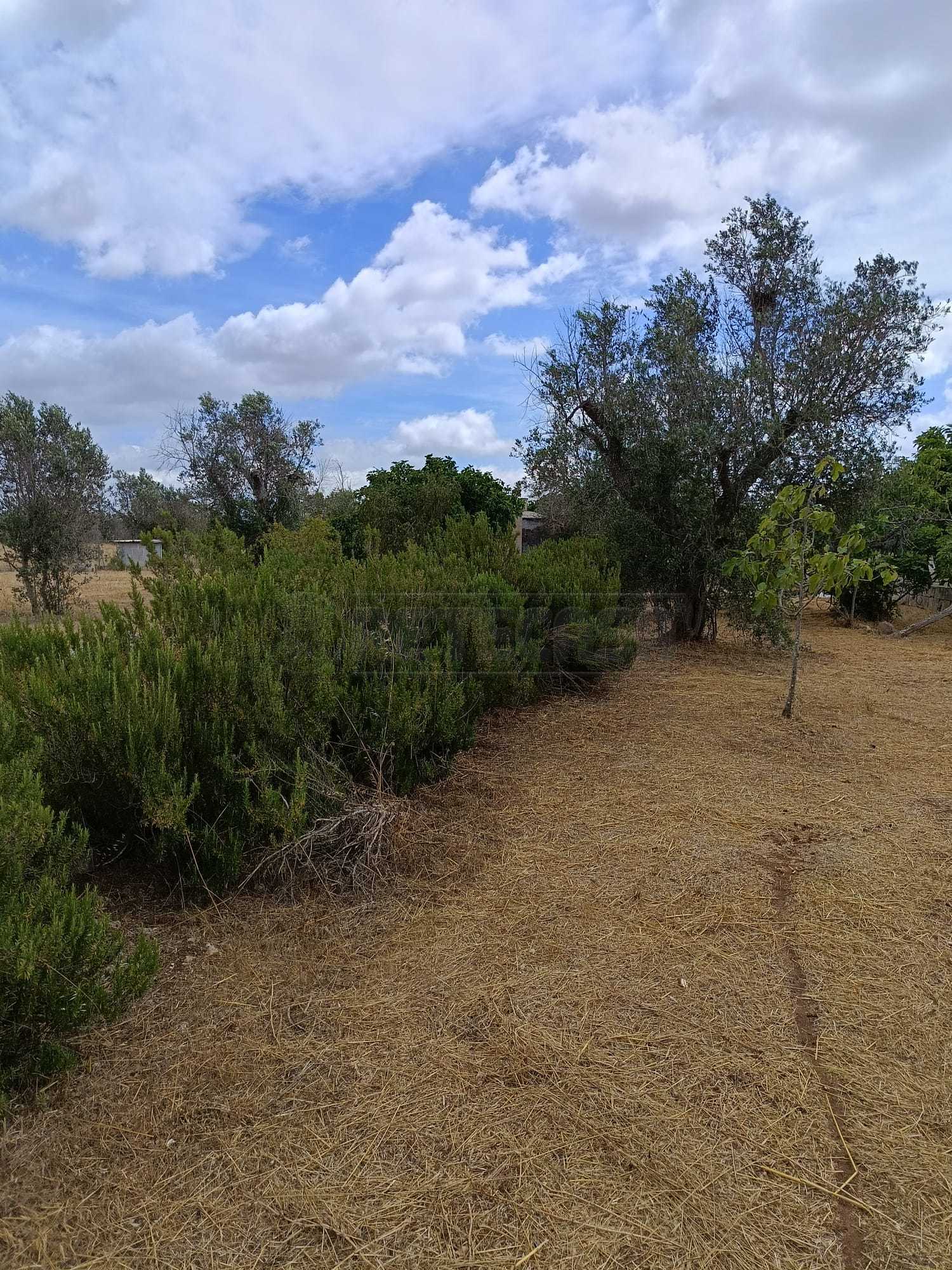 Immagine 10 di Terreno agricolo in vendita  a Corigliano D'otranto