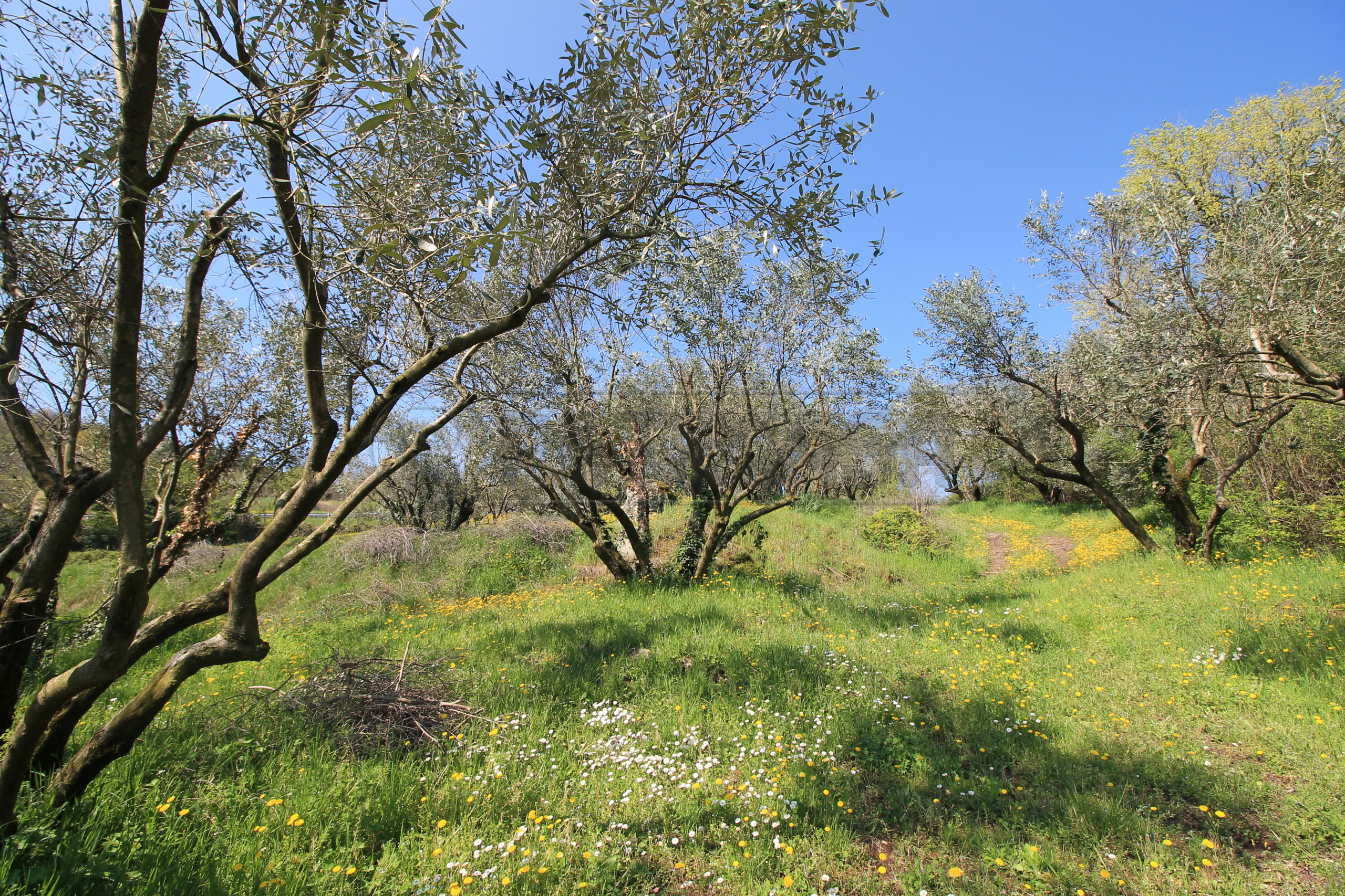 Immagine 12 di Rustico / casale in vendita  in Via San Nicolò 7 a Montorso Vicentino