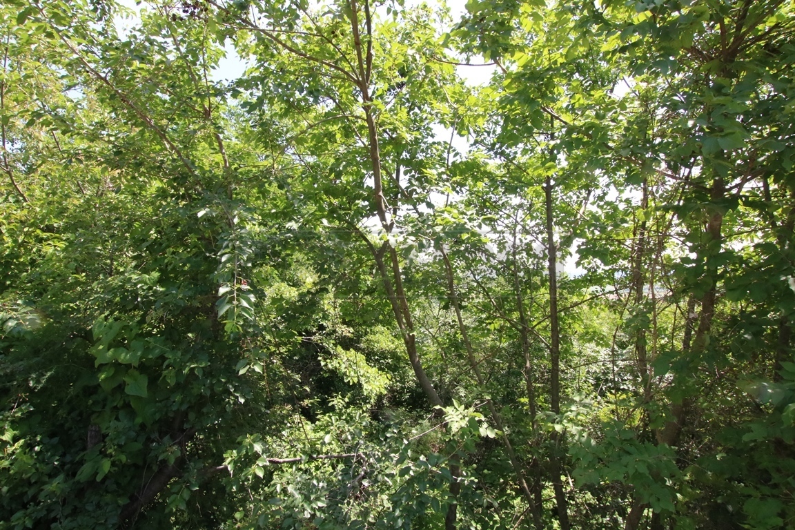 Immagine 12 di Terreno agricolo in vendita  in Via Castellaro a Castegnero