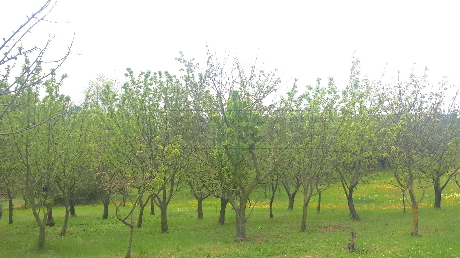 Immagine 11 di Terreno agricolo in vendita  a Castegnero