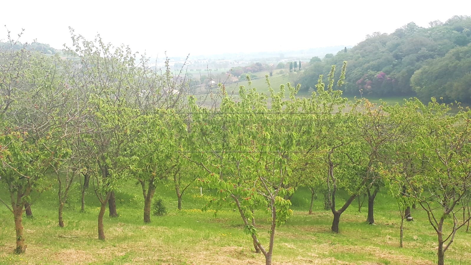 Immagine 7 di Terreno agricolo in vendita  a Castegnero