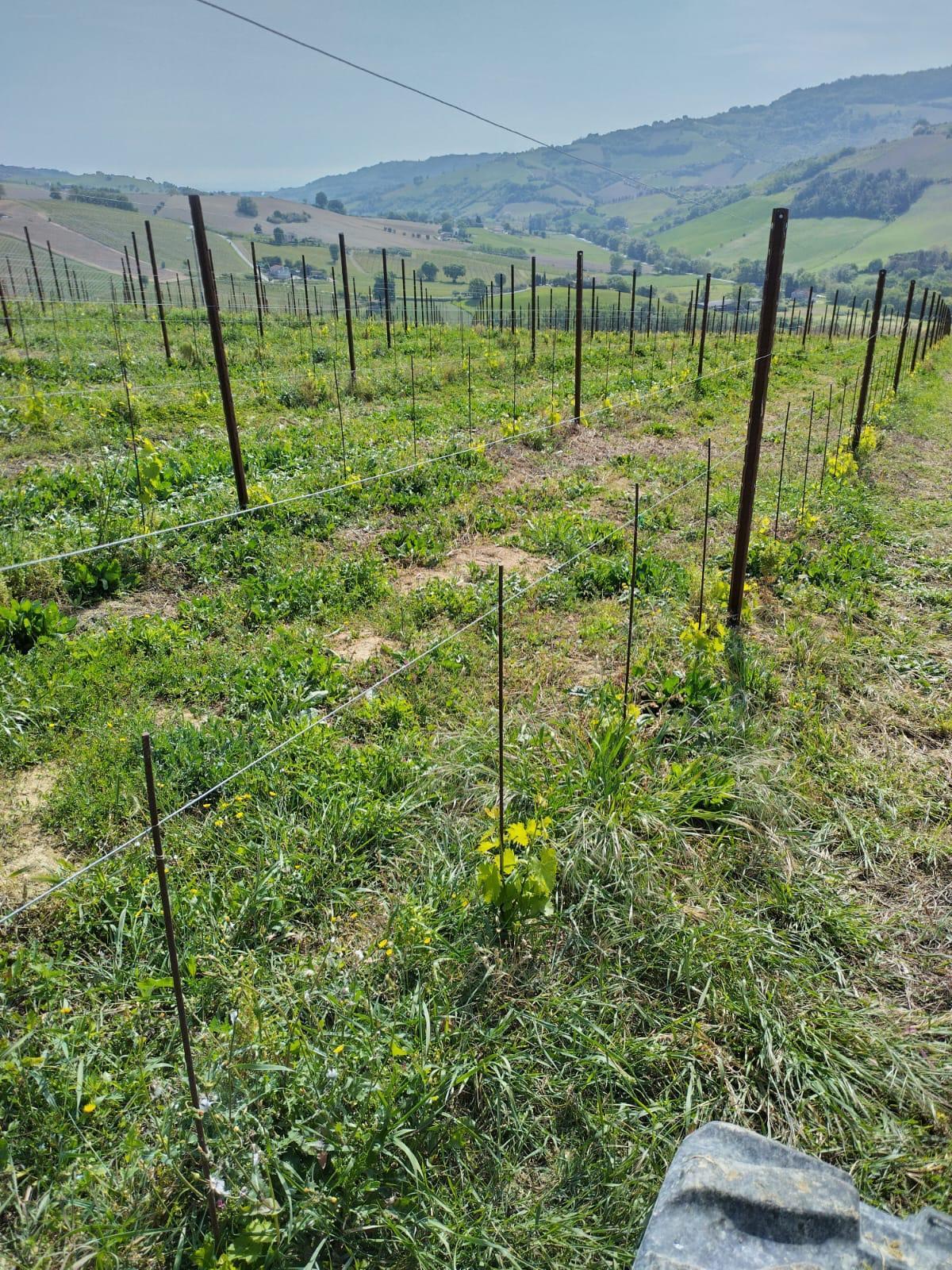 Immagine 22 di Terreno agricolo in vendita  a Montefiore Dell'aso