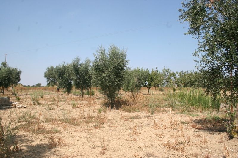 Immagine 12 di Terreno agricolo in vendita  in contrada mandrò a Cutrofiano