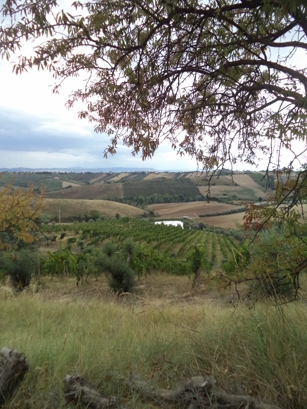 Immagine 44 di Casa indipendente in vendita  a Colonnella