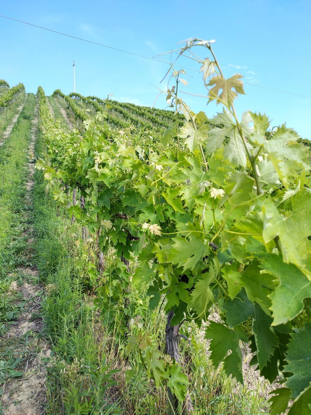 Immagine 9 di Terreno agricolo in vendita  a Montefiore Dell'aso