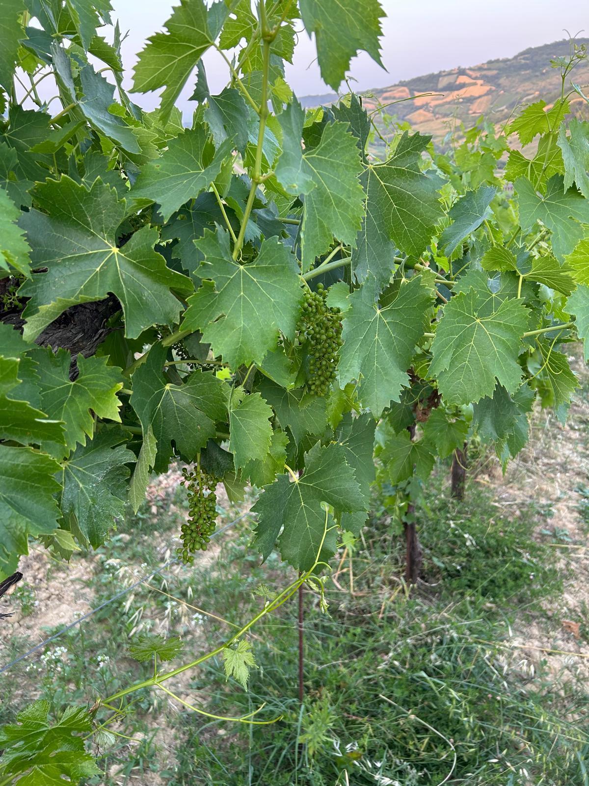 Immagine 2 di Terreno agricolo in vendita  a Montefiore Dell'aso