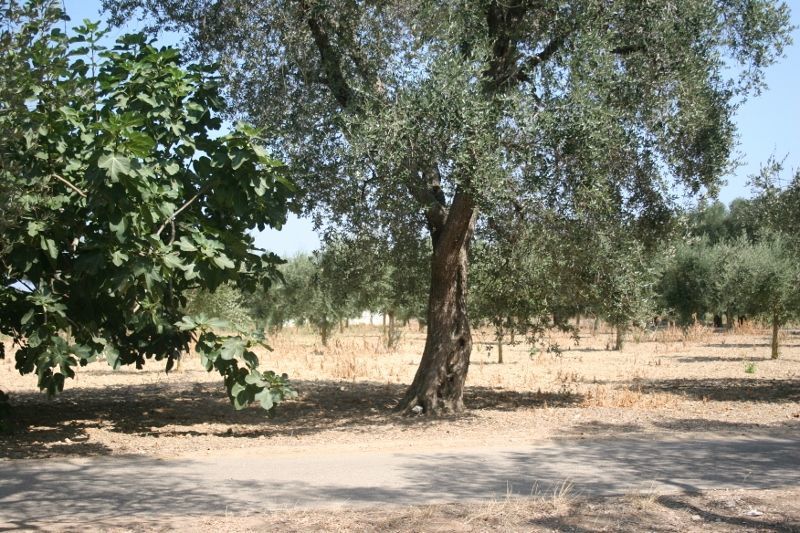 Immagine 46 di Terreno agricolo in vendita  in contrada mandrò a Cutrofiano
