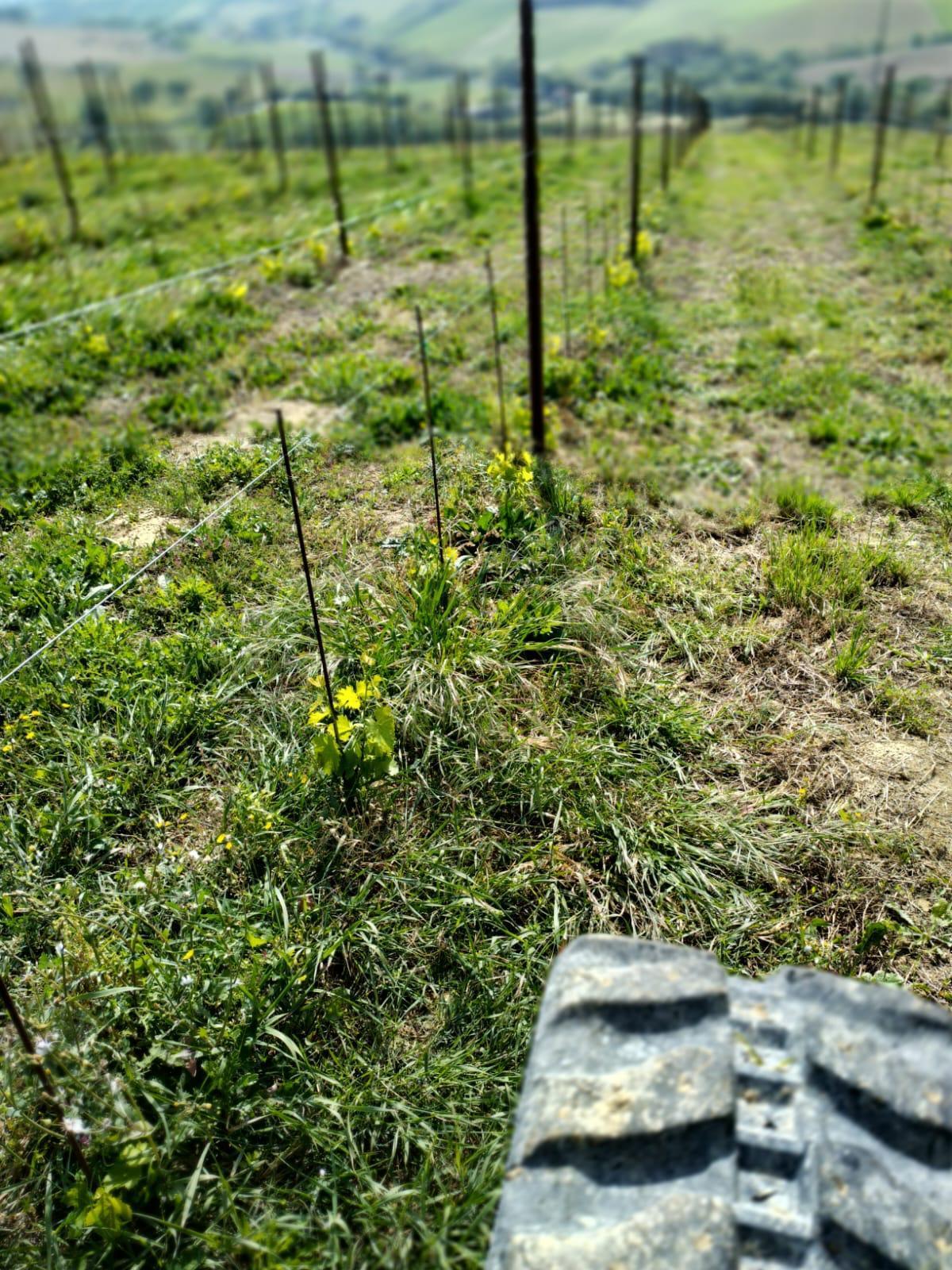 Immagine 21 di Terreno agricolo in vendita  a Montefiore Dell'aso