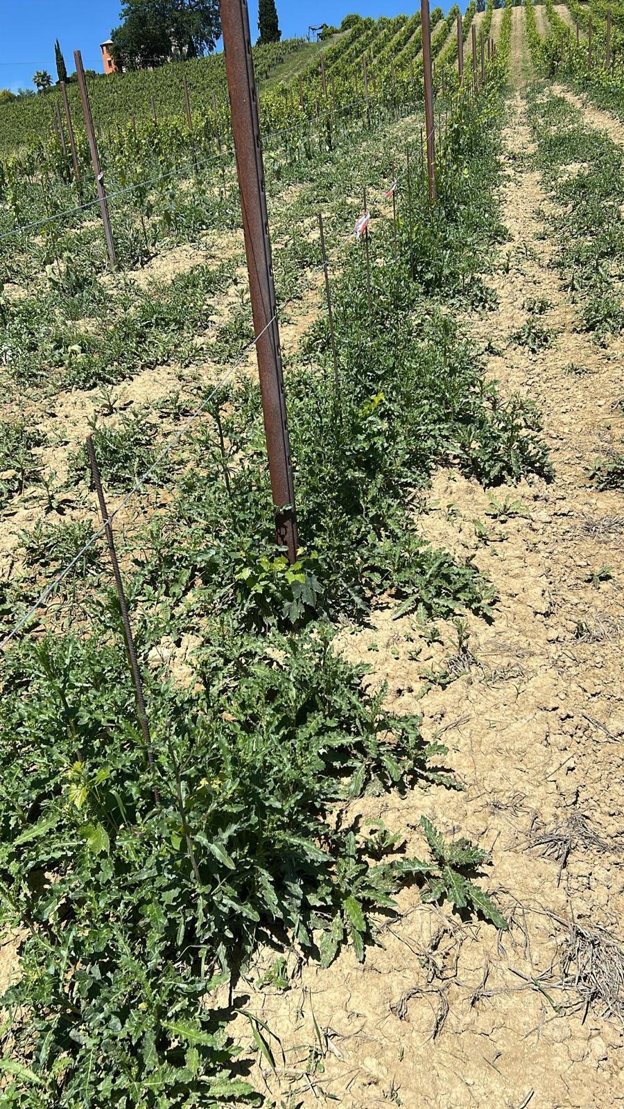 Immagine 20 di Terreno agricolo in vendita  a Montefiore Dell'aso