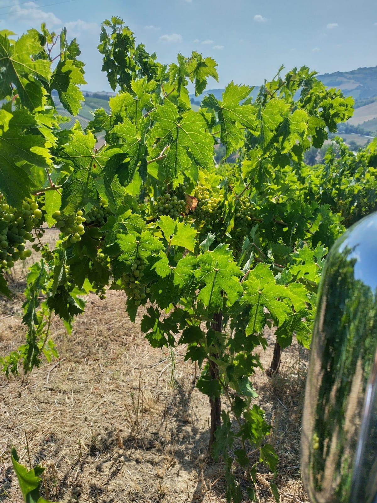 Immagine 8 di Terreno agricolo in vendita  a Montefiore Dell'aso