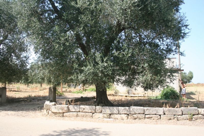 Immagine 25 di Terreno agricolo in vendita  in contrada mandrò a Cutrofiano