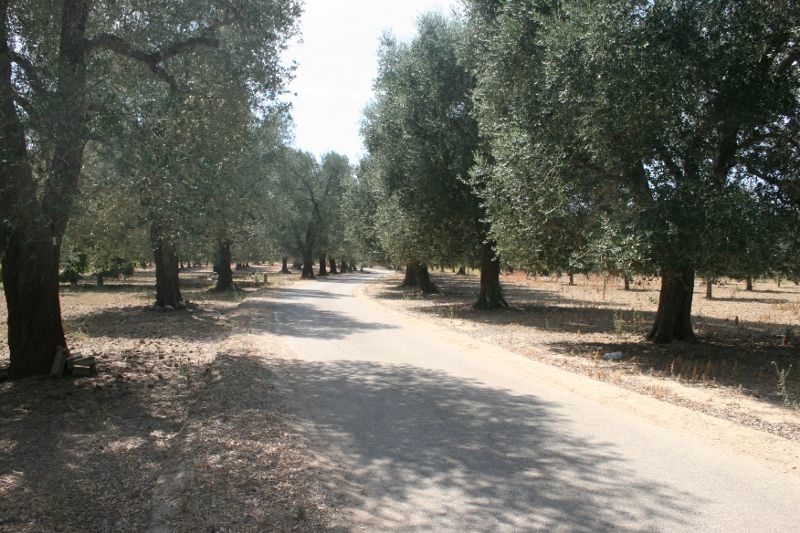 Immagine 23 di Terreno agricolo in vendita  in contrada mandrò a Cutrofiano