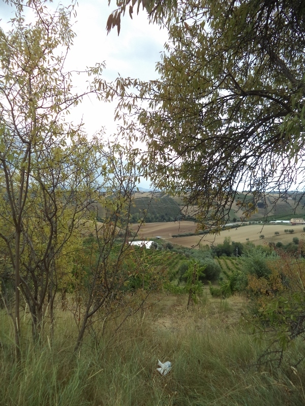 Immagine 43 di Casa indipendente in vendita  a Colonnella
