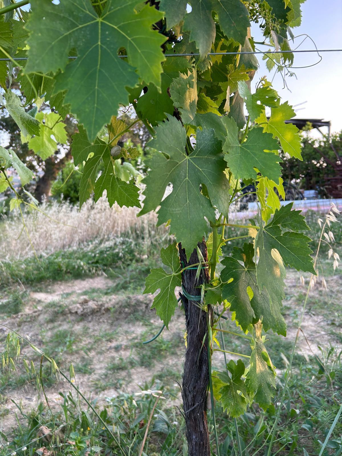 Immagine 6 di Terreno agricolo in vendita  a Montefiore Dell'aso