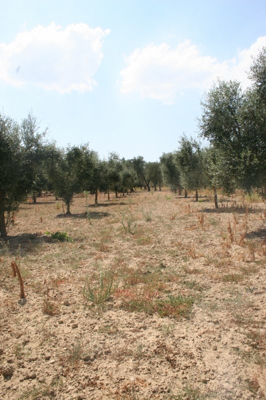 Immagine 16 di Terreno agricolo in vendita  in contrada mandrò a Cutrofiano