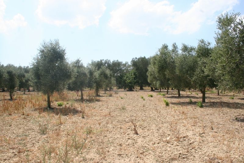 Immagine 20 di Terreno agricolo in vendita  in contrada mandrò a Cutrofiano