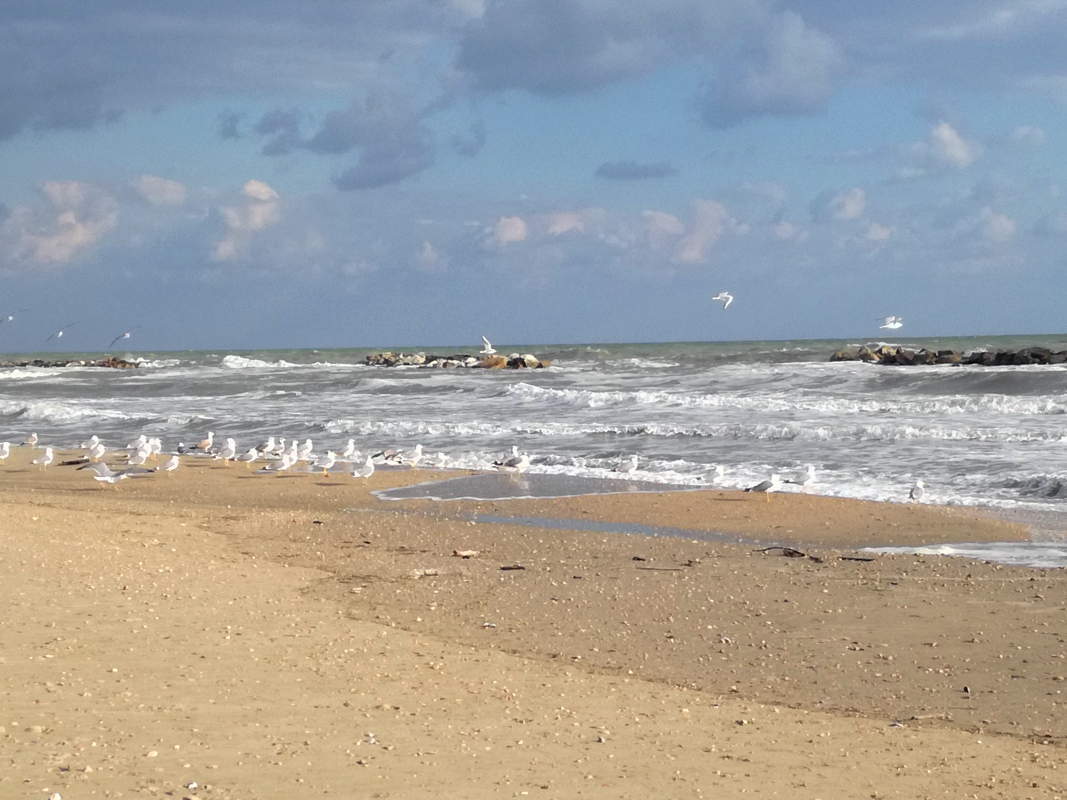 Immagine 9 di Attività commerciale in vendita  a Cupra Marittima