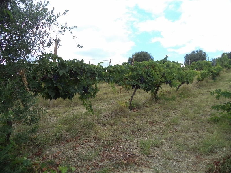 Immagine 25 di Casa indipendente in vendita  a Colonnella