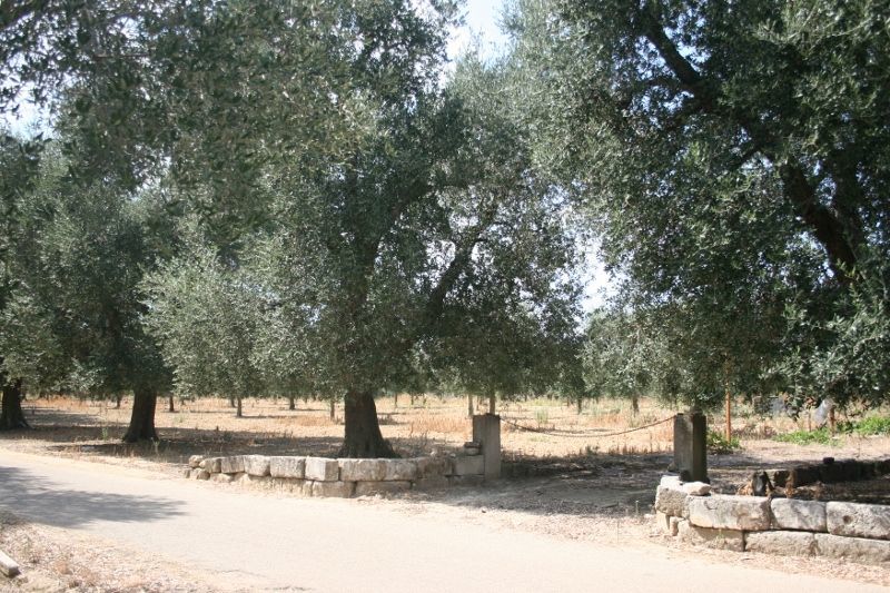 Immagine 26 di Terreno agricolo in vendita  in contrada mandrò a Cutrofiano