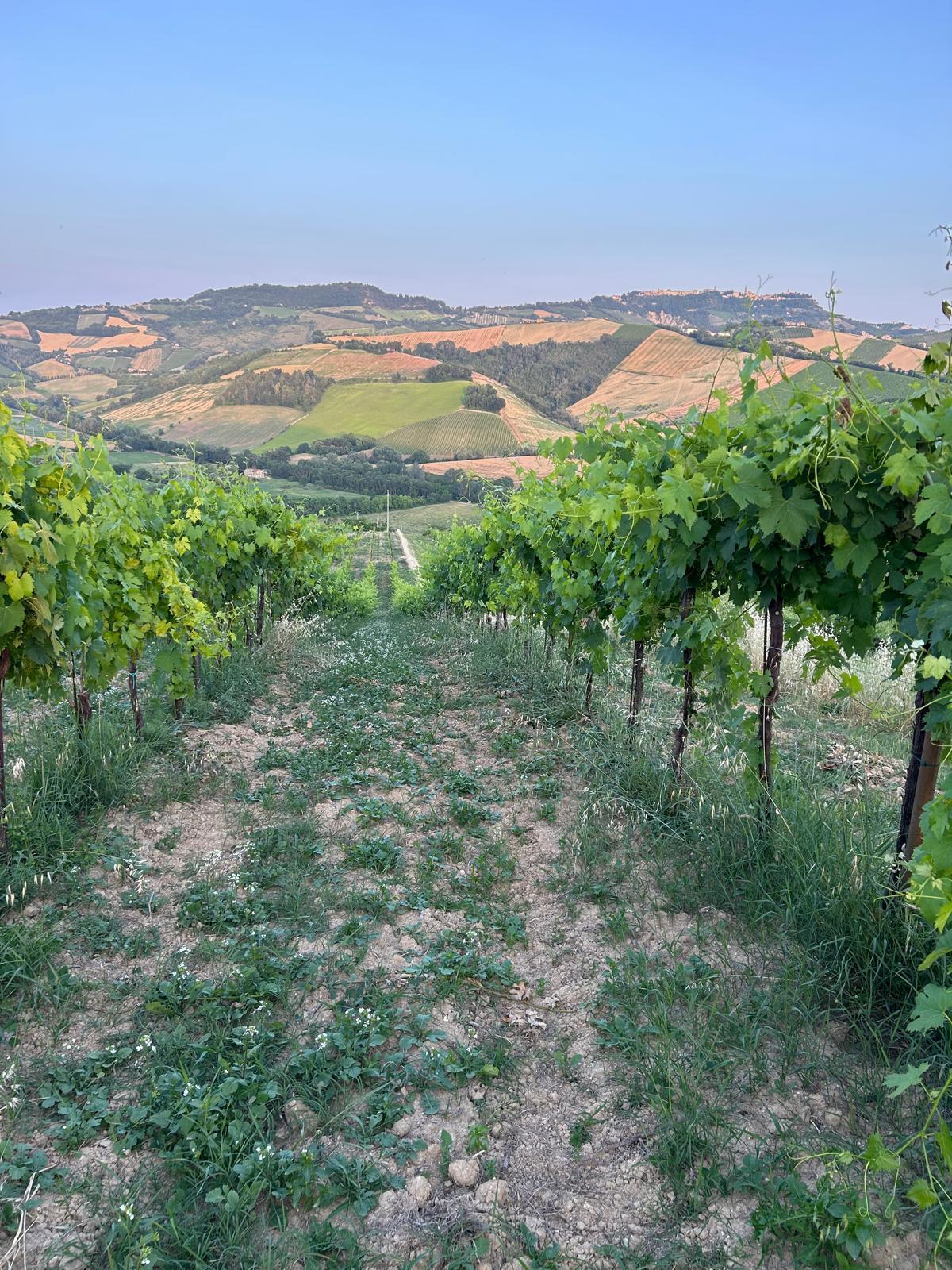 Immagine 10 di Terreno agricolo in vendita  a Montefiore Dell'aso