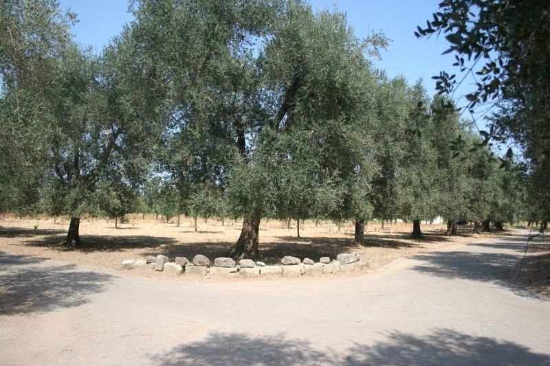 Immagine 44 di Terreno agricolo in vendita  in contrada mandrò a Cutrofiano