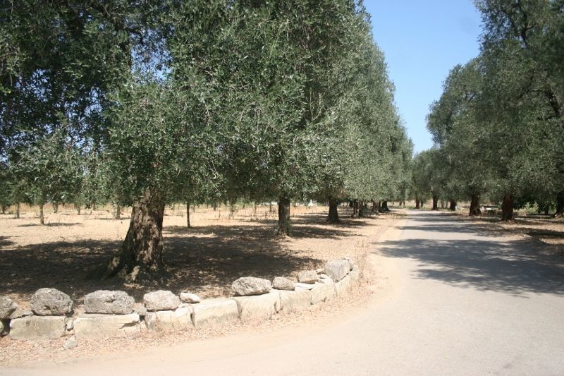 Immagine 43 di Terreno agricolo in vendita  in contrada mandrò a Cutrofiano