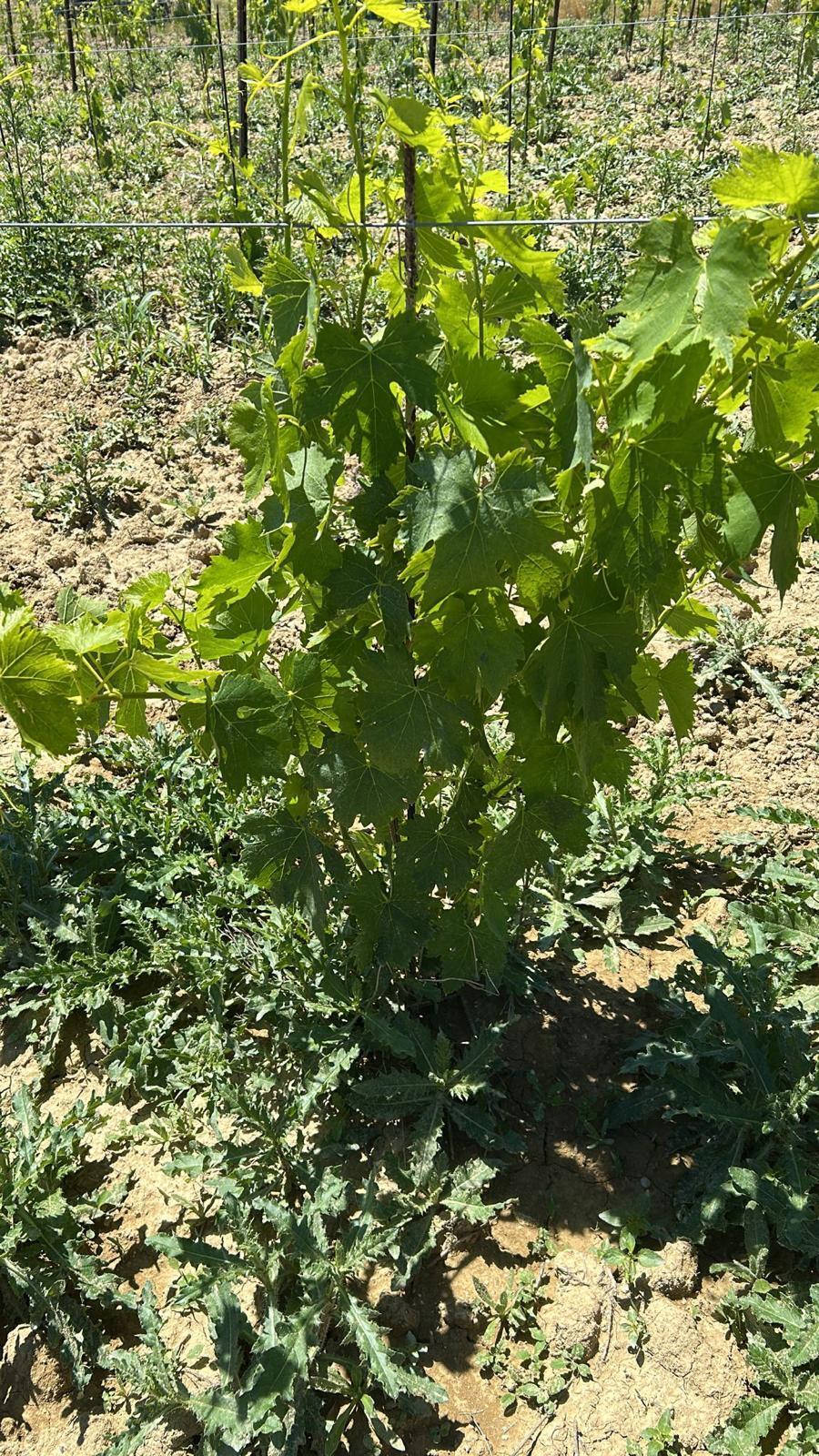 Immagine 13 di Terreno agricolo in vendita  a Montefiore Dell'aso