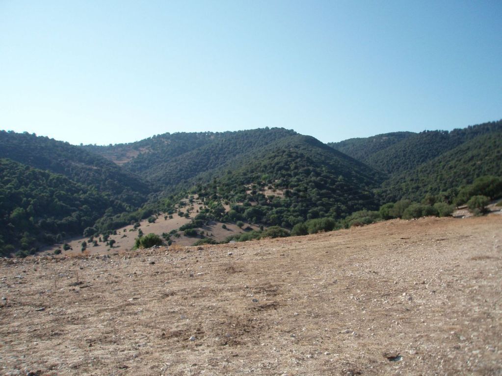 Immagine 7 di Terreno agricolo in vendita  a Mattinata