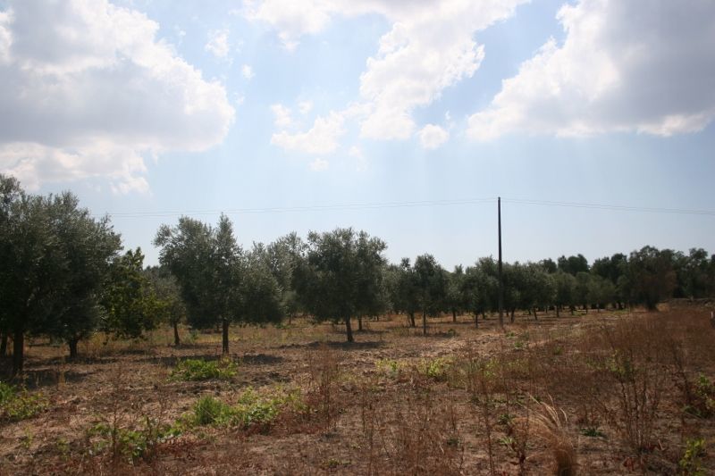 Immagine 36 di Terreno agricolo in vendita  in contrada mandrò a Cutrofiano