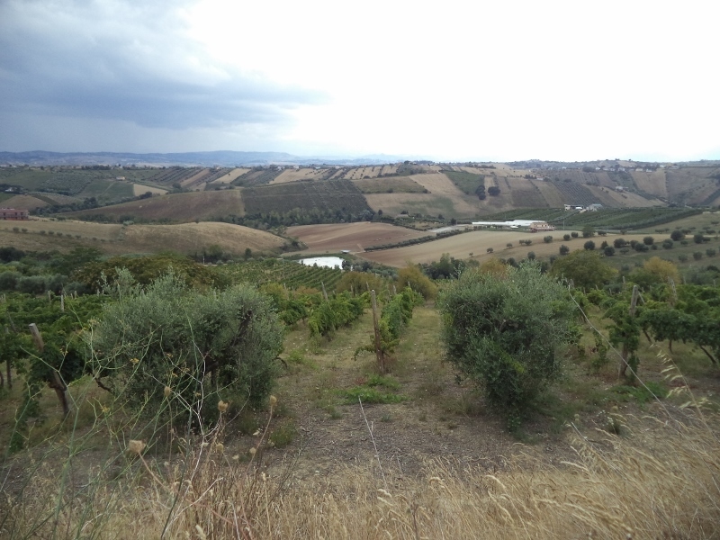 Immagine 41 di Casa indipendente in vendita  a Colonnella