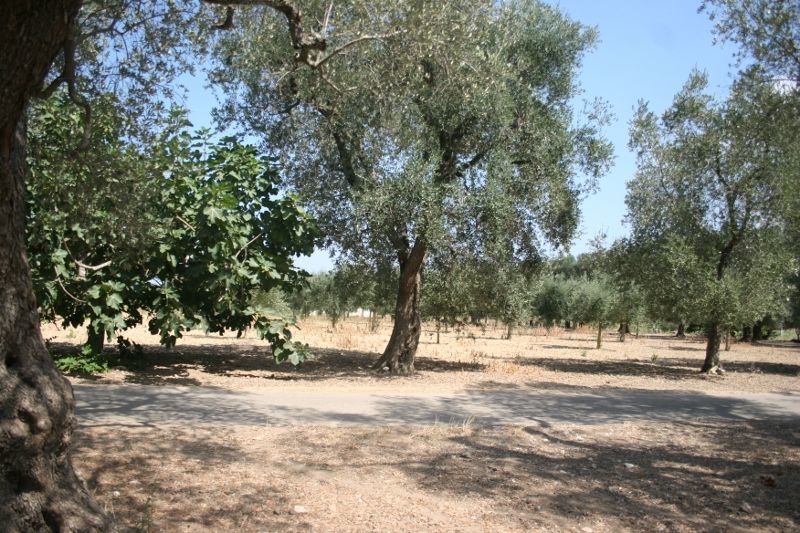 Immagine 47 di Terreno agricolo in vendita  in contrada mandrò a Cutrofiano