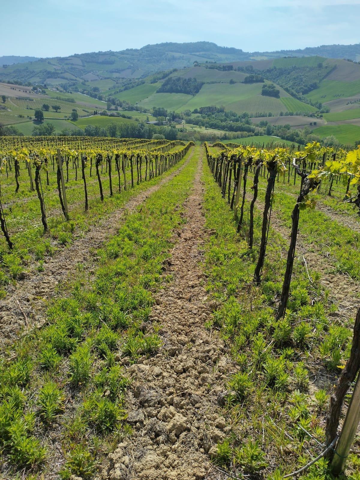 Immagine 14 di Terreno agricolo in vendita  a Montefiore Dell'aso