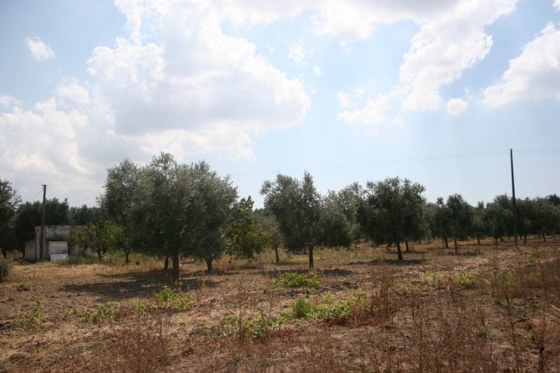 Immagine 35 di Terreno agricolo in vendita  in contrada mandrò a Cutrofiano