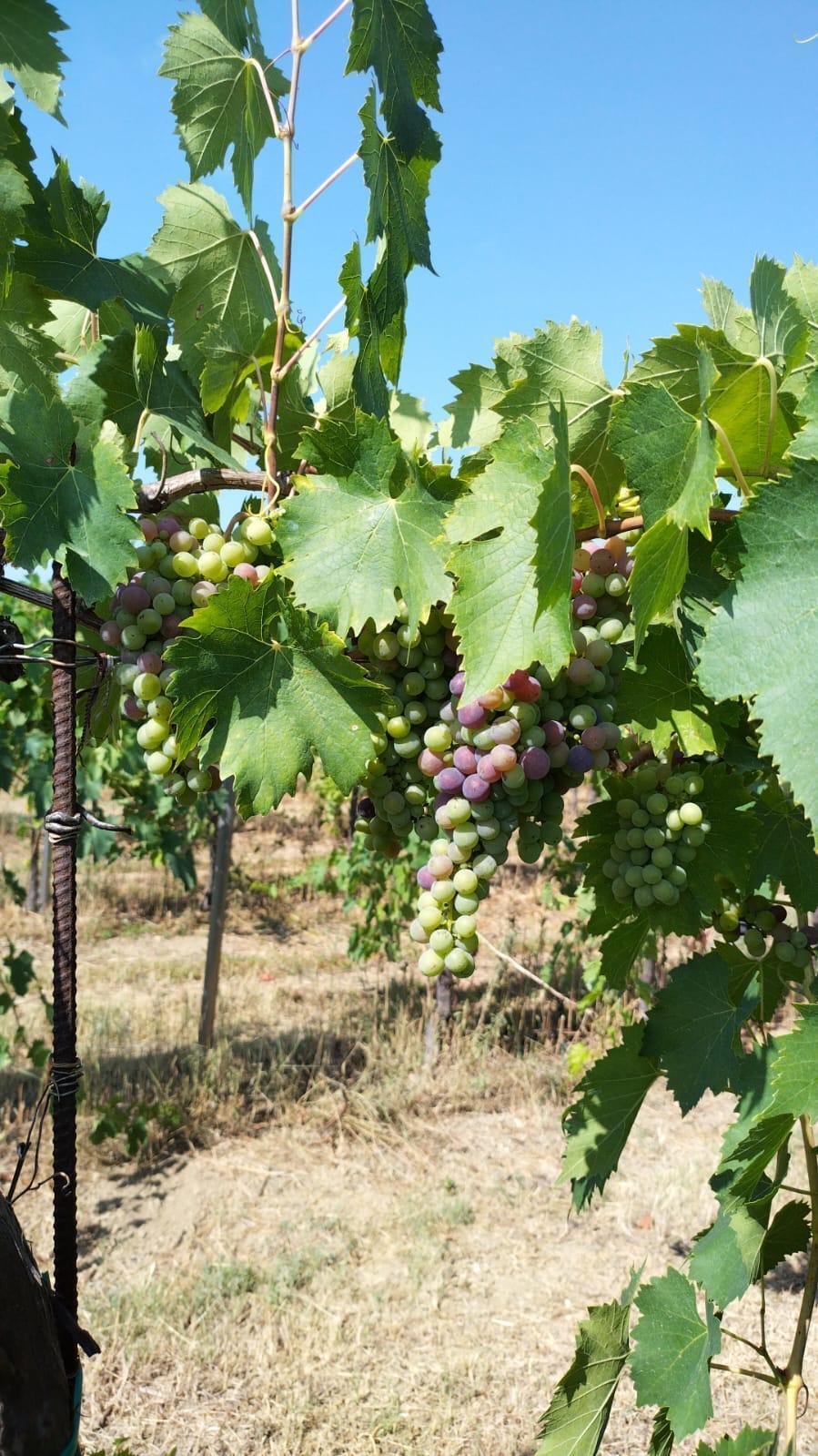 Immagine 11 di Terreno agricolo in vendita  a Montefiore Dell'aso