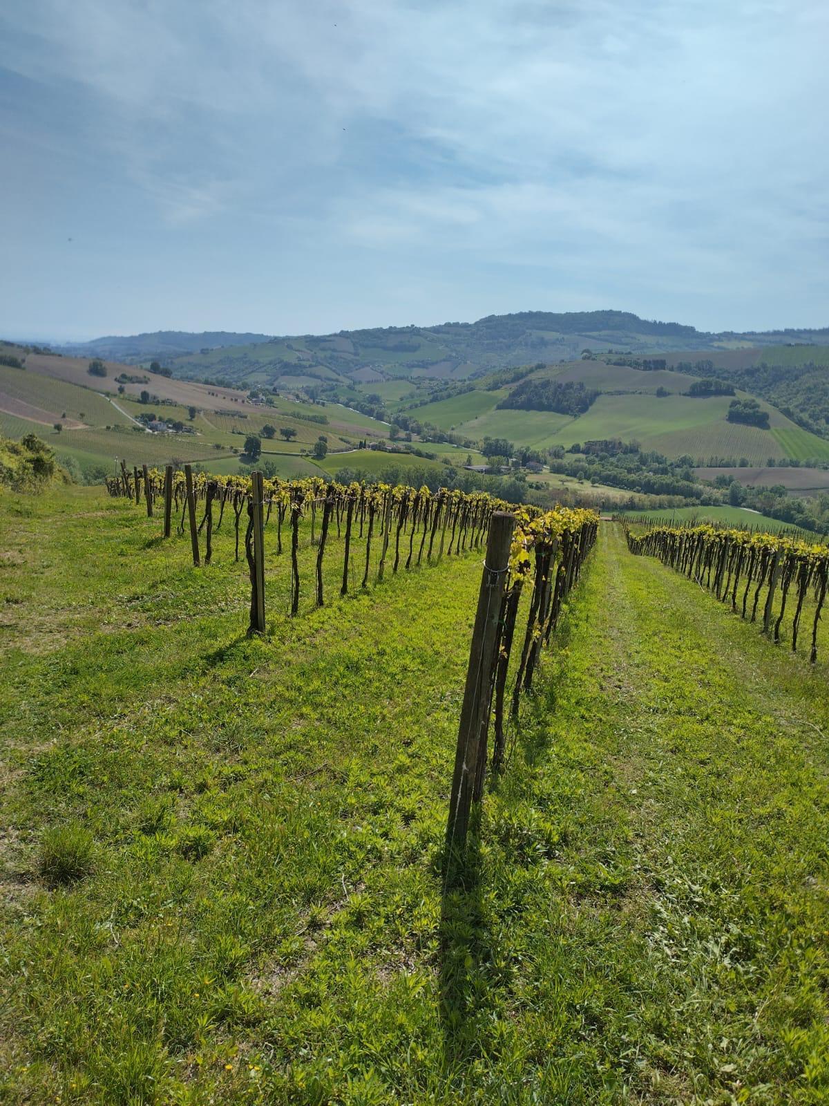 Immagine 12 di Terreno agricolo in vendita  a Montefiore Dell'aso